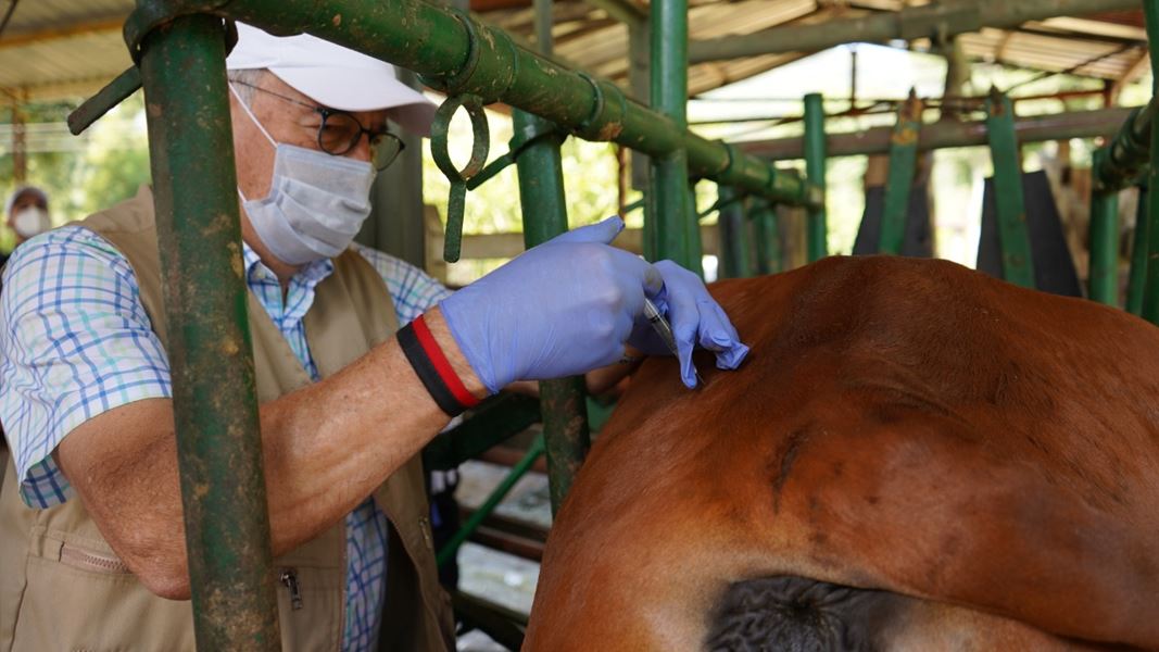 MEJORAS GENÉTICAS AL SECTOR BOVINO, OTRA APUESTA DEL ALCALDE JAIRO YÁÑEZ PARA BRINDAR ALTERNATIVAS SOSTENIBLES A LA ZONA RURAL MEJORAS GENÉTICAS AL SECTOR BOVINO, OTRA APUESTA DEL ALCALDE JAIRO YÁÑEZ PARA BRINDAR ALTERNATIVAS SOSTENIBLES A LA ZONA RURAL